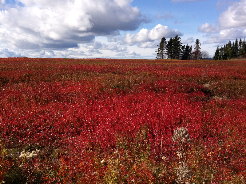 red-field